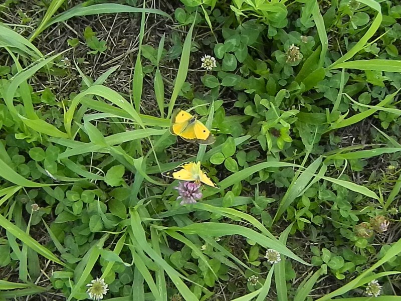 Colias crocea e uova